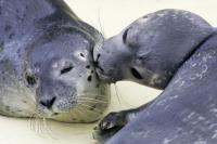 Морские котики и тюлени разница
