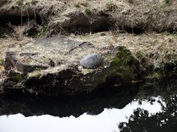 В Миланском парке водятся черепахи